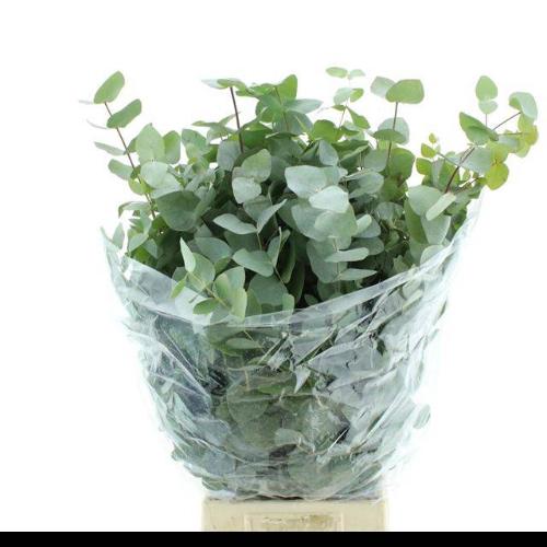 Eucalyptus per bos cinerea