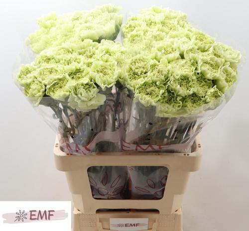 Dianthus standaard 'Lege Verde'