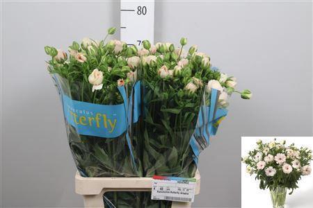 Ranunculus Butterfly Ariadne