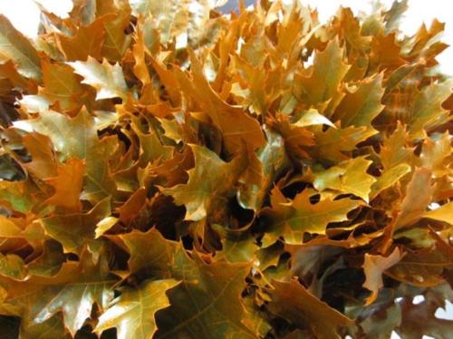 Quercus rubra kleurbehandeld H%