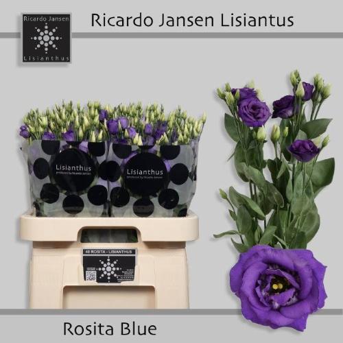 Eustoma russellianum gevuldbloemig 'Rosita Blue'