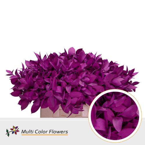 Ruscus kleurbehandeld H%