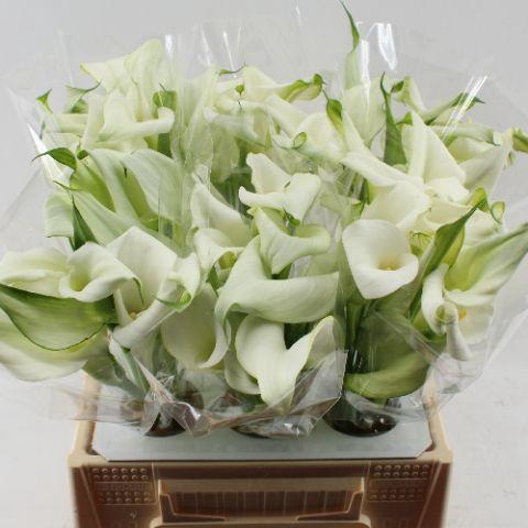 Zantedeschia 'Crystal Blush'