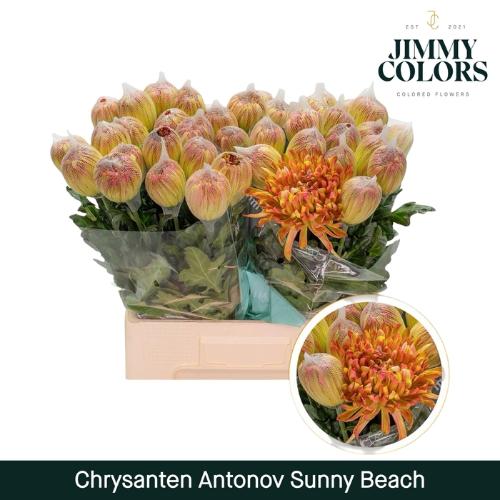 Chrysanthemum (Indicum Grp) geplozen Antonov kleurbehandeld H%