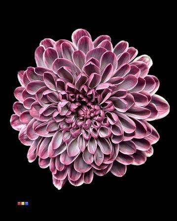 Chrysanthemum Indicum Grp tros kas kleurbehandeld H%