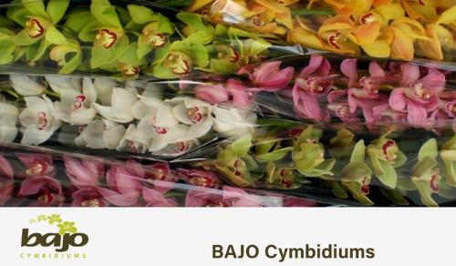 Cymbidium grootbloemig per tak gemengd