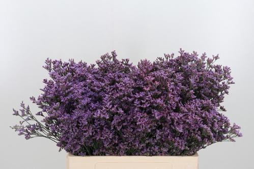 Limonium Safora Pink Sky