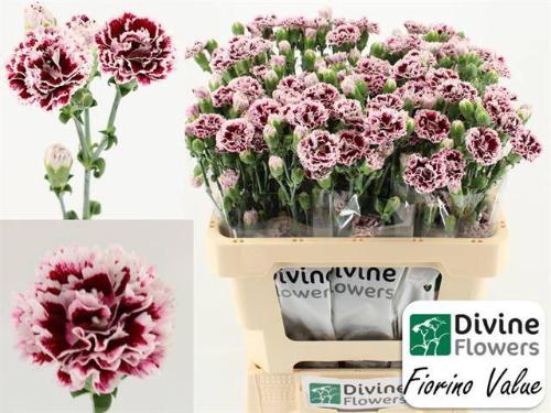 Dianthus Fiorino Value