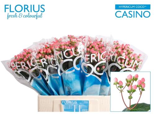 Hypericum Coco Casino