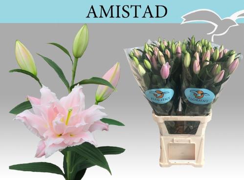 Lilium (Oriental Grp) dubbel 'Amistad'
