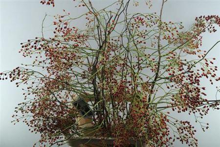 Rosa 'Corallo' (rozenbottel)