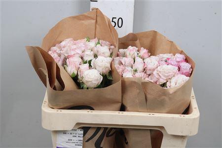 Rosa tros Angel Bombastic