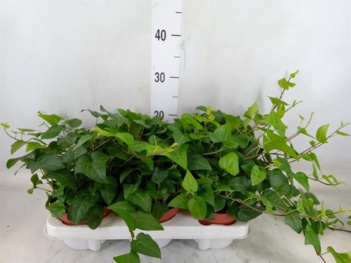 Hedera helix 'Mein Herz'