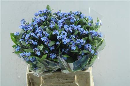 Myosotis overig