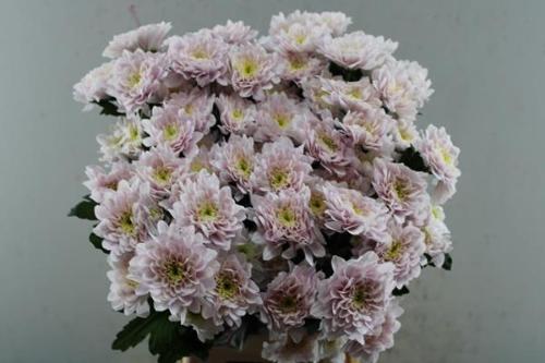 Chrysanthemum (Indicum Grp) tros Pastela Blush