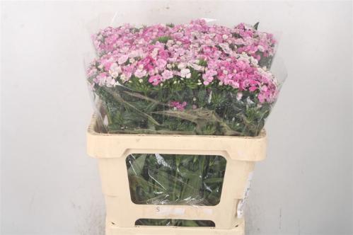 Dianthus barbatus 'Amazon Rose Magic'