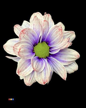 Chrysanthemum Indicum Grp tros kas kleurbehandeld H%