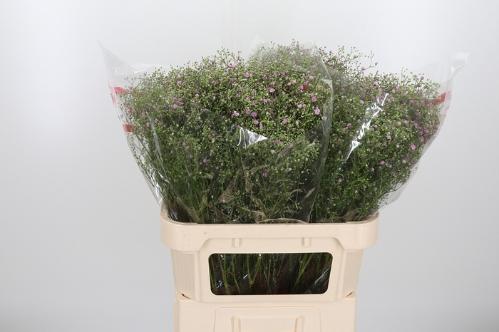 Gypsophila paniculata 'My Pink'
