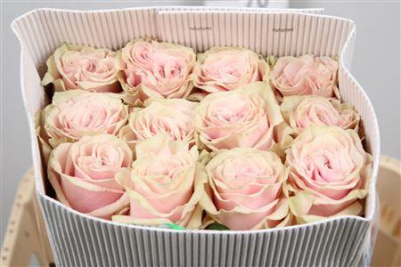 Rosa grootbloemig Pink Mondial