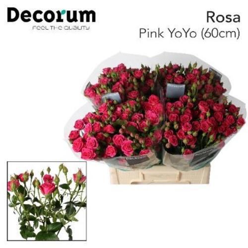 Rosa tros Pink Yo-Yo