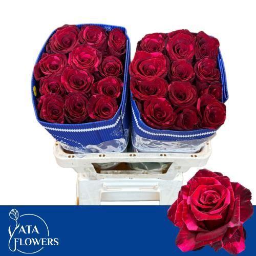 Rosa grootbloemig Red Panther