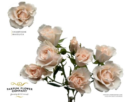 Rosa tros overig