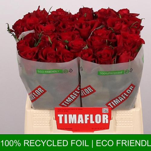 Rosa grootbloemig Ever Red