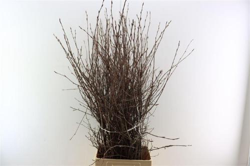 Prunus per bos overig