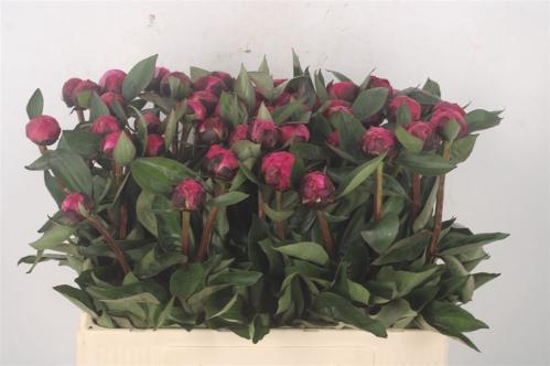 Paeonia Lactiflora Grp 'Red Sarah Bernhardt'