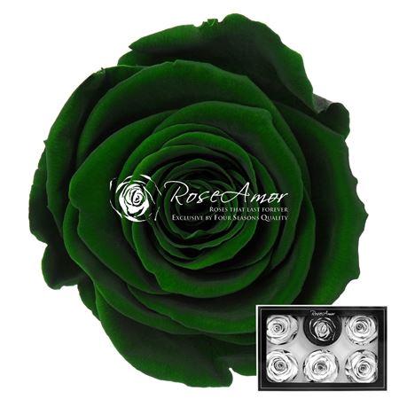 Rosa grootbloemig kleurbehandeld H%