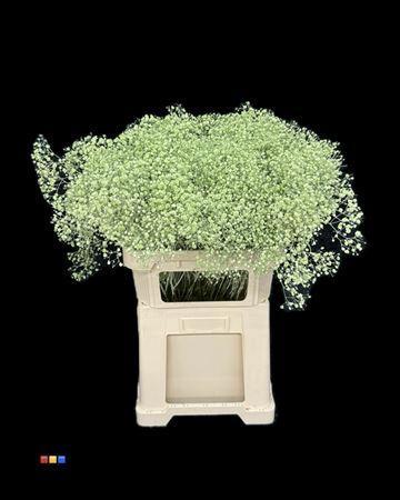 Gypsophila overig kleurbehandeld H%