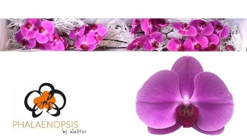 Phalaenopsis per bloem 'Happy Valentina'
