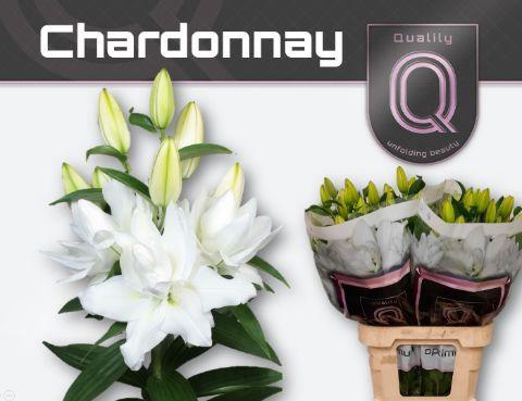 Lilium (Oriental Grp) dubbel 'Chardonnay'