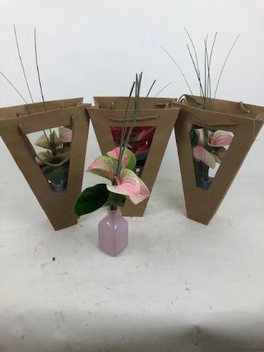 Anthurium Andreanum Grp Love Collectie