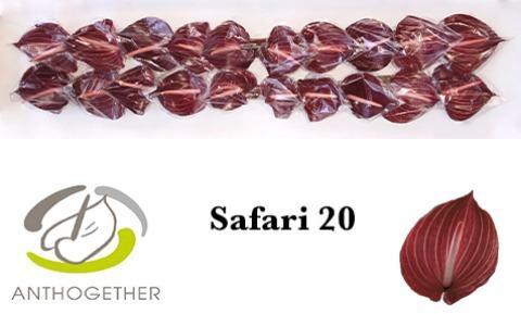 Anthurium Andreanum Grp Safari