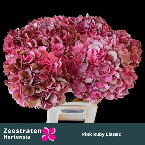 Hydrangea macrophylla Magical Pink Ruby (classic)