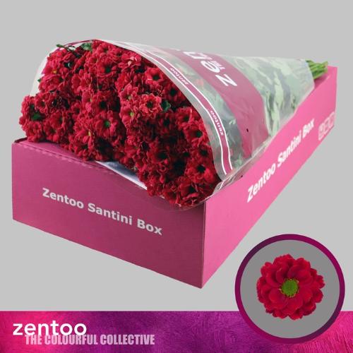 Chrysanthemum (Indicum Grp) tros santini Melissa Red