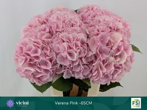 Hydrangea macrophylla 'Verena'
