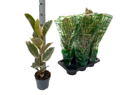 Hippeastrum per kelk overig gestreept