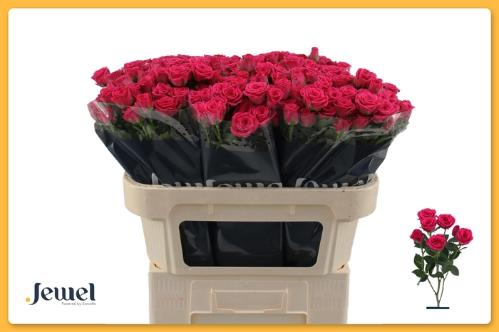 Rosa tros Pink Yo-Yo