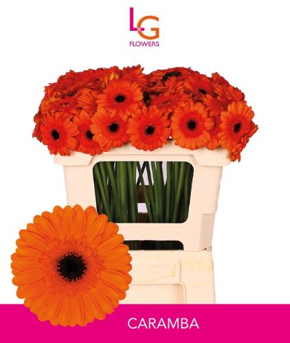 Gerbera mini 'Caramba'