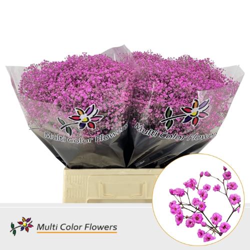 Gypsophila overig kleurbehandeld H%