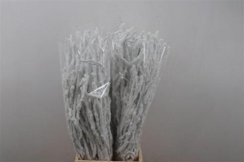 Betula kleurbehandeld H%