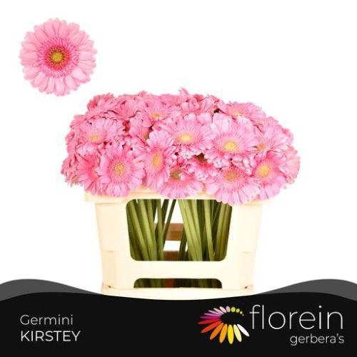 Gerbera mini Kirstey