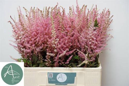 Astilbe chinensis 'Romanze'