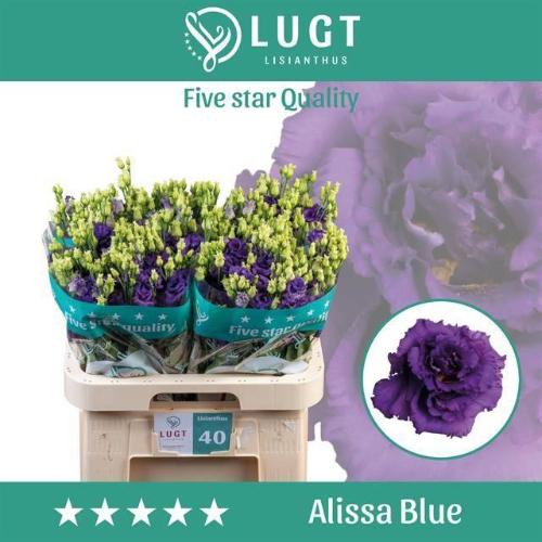 Eustoma russellianum gevuldbloemig 'Alissa Blue'