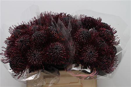 Leucospermum 'Naomi' kleurbehandeld H%