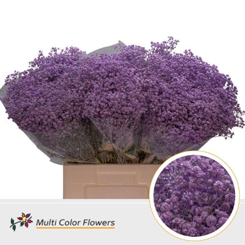 Gypsophila overig kleurbehandeld H%