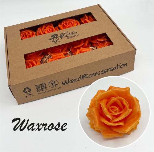 Rosa grootbloemig gewaxt H%