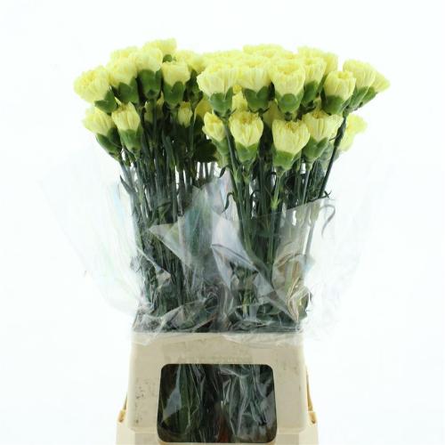 Dianthus standaard Janeiro